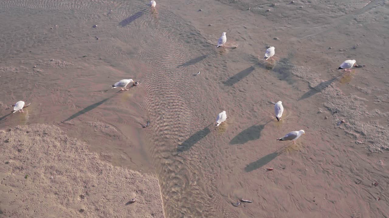 영국 세인트 아이브스의 젖은 모래 위에서 먹이를 먹고 있는 사랑스러운 갈매기들 -클로즈업