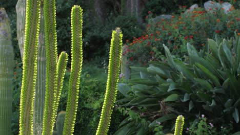 sunlit green succulent plants in a garden
