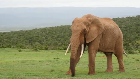 Wrap-around-Elephant-flapping-ears,-pauses-to-eat-grass