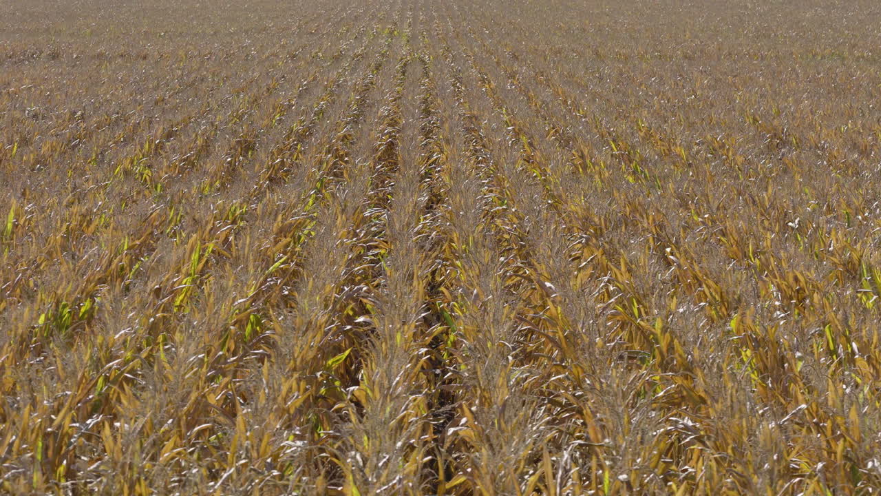Golden Corn Field In Missouri, USA - Drone Sideways