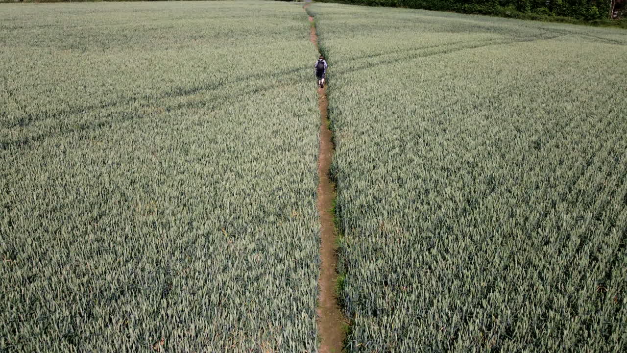 un hombre que camina a través de un campo de cultivo de trigo a lo largo de un sendero público en una granja en el campo de worcestershire, inglaterra