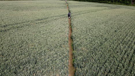 a man walking through a field of wheat crop along a public footpath on a farm in the worcestershire countryside, england