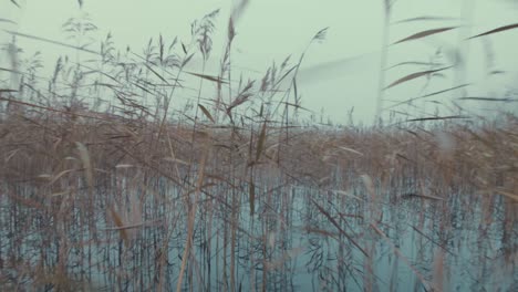 forward motion pushing through dense reeds on river surrounded by fog