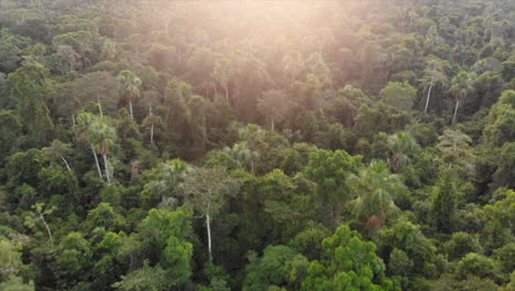 Aerial-flight,-looking-down-on-Amazon-jungle-with-sunrise-glowing-on-foliage