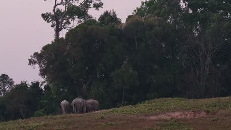 Hern-Visto-Alimentándose-En-Una-Lamida-De-Salk-Fuera-Del-Bosque-Justo-Antes-Del-Anochecer,-Elefante-Indio-Elephas-Maximus-Indicus,-Tailandia