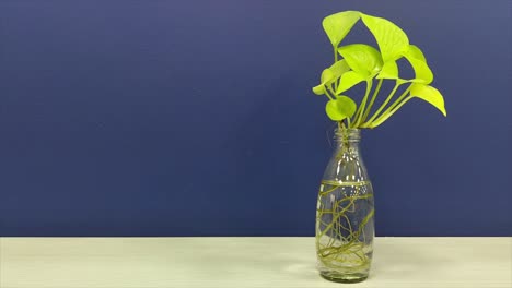 Beautiful stock footage of money plant in transparent glass bottle, its roots, set against deep blue background, freshness, growth and modern decor vibes.