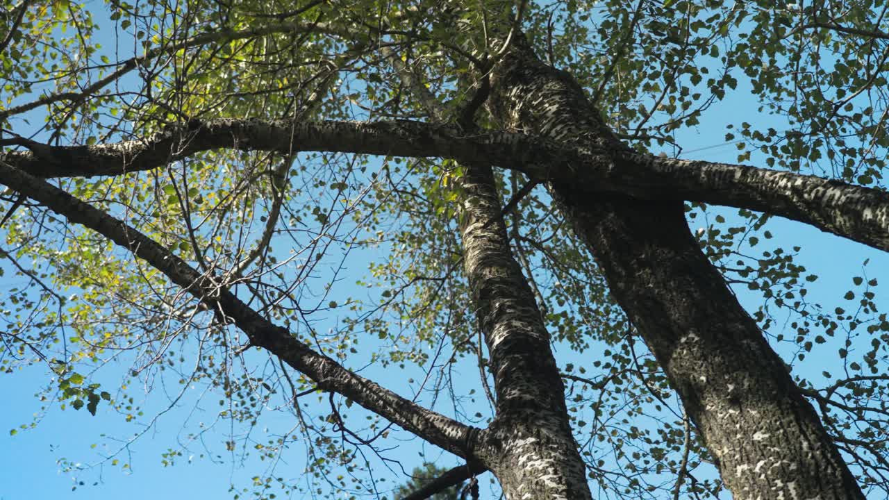 A slow-motion pan of tree tops reveals the serene beauty of nature, showcasing vibrant greens swaying gently in the breeze against a clear sky.