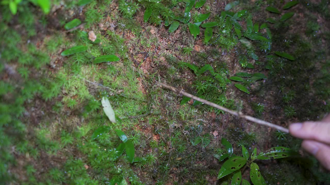 Ragno botola nero malese (Liphistius malayanus) nella foresta tropicale. Mano che tiene un ramo per toccare la tana del ragno botola su una parete di muschio per attirare il ragno botola a uscire a caccia.