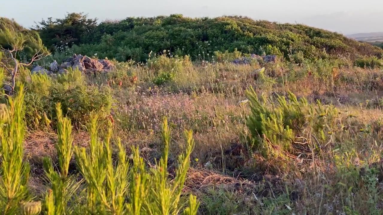 Erba selvatica, cespugli verdi e germogli di pino che crescono su una collina costiera naturale, bagnati dalla calda luce del tramonto o dell'alba