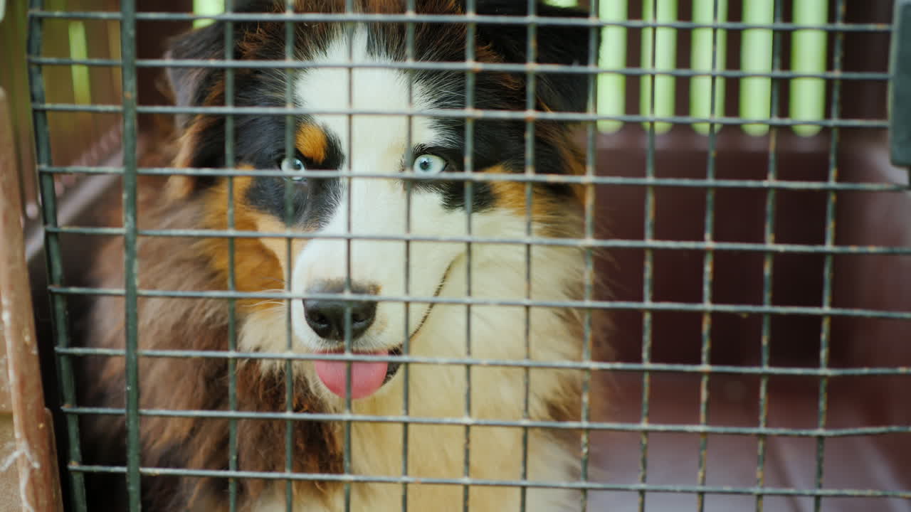 감금소에 있는 오스트레일리아 양치기