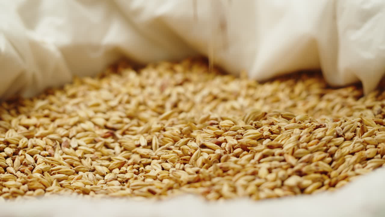 Dry golden barley malt close-up. Craft beer production. Ripe wheat grains texture. Brewery concept. Harvesting and farming, grocery