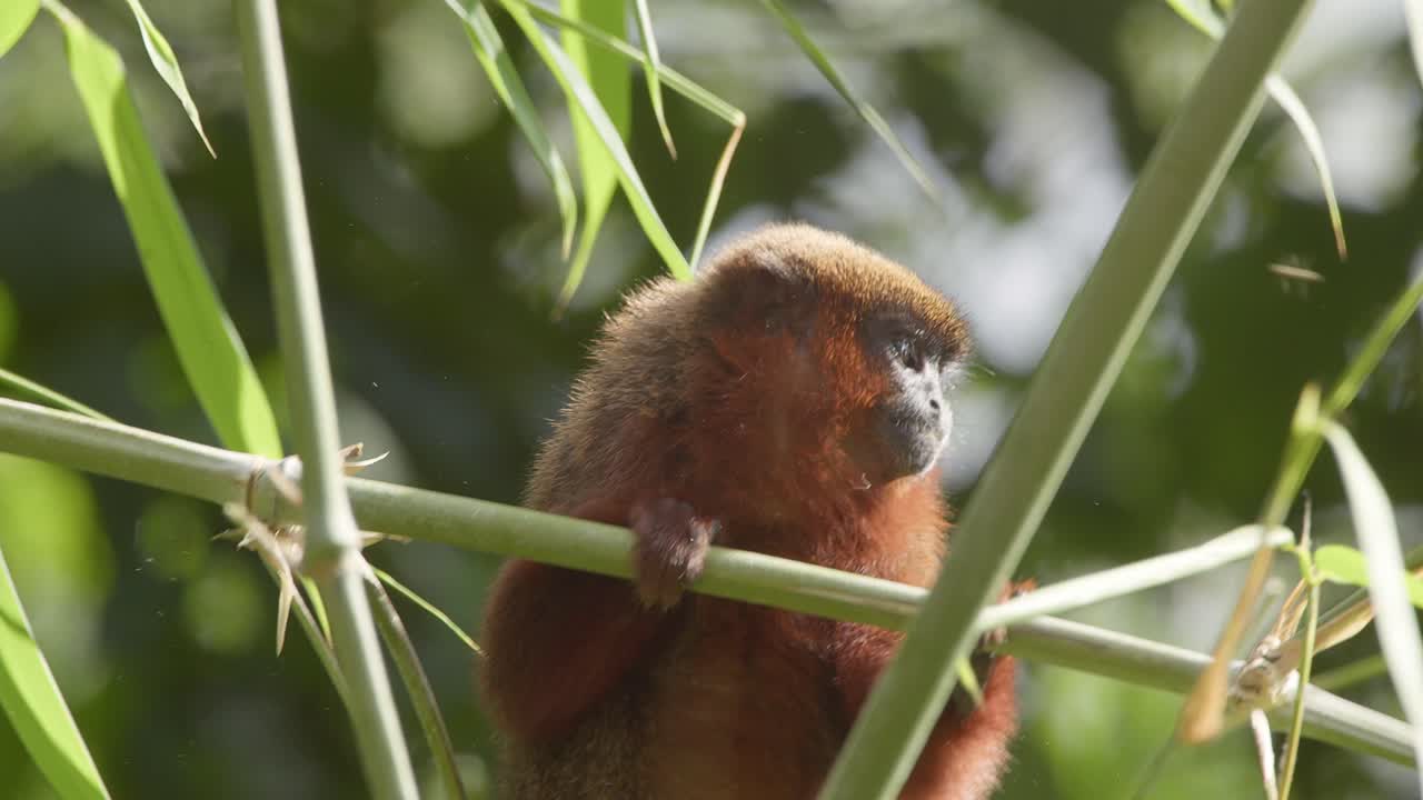 macaco titi escuro em galho de árvore verde alimentando-se de folhas - tripé médio