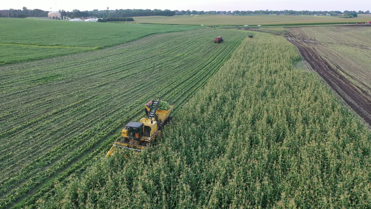la cosecha de maíz en curso