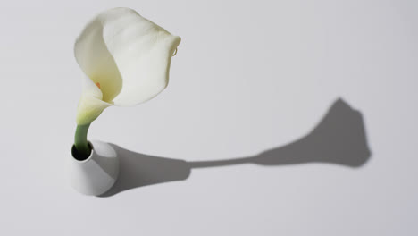 video of white kalia flower in white vase with copy space on white background