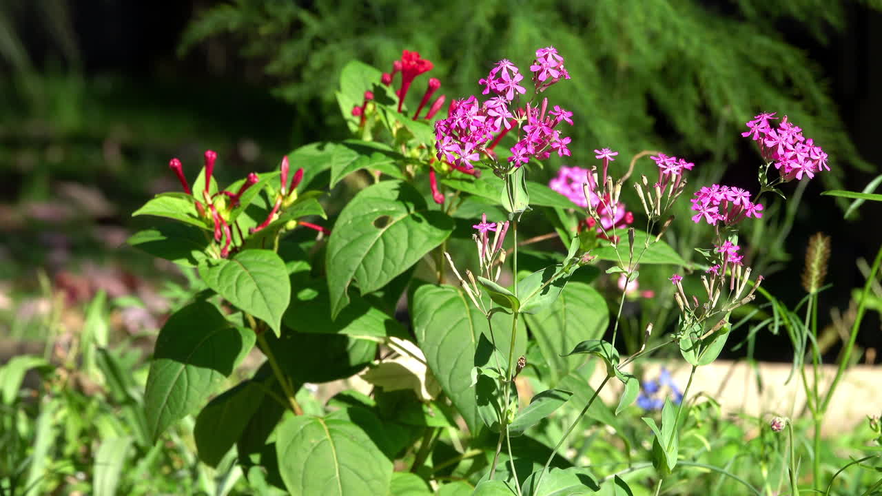 Atocion armeria and marvel of Peru flowers in country garden