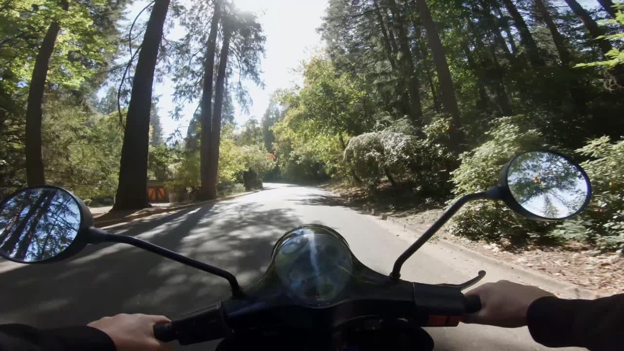 la luz del sol rompiendo a través de los árboles del bosque