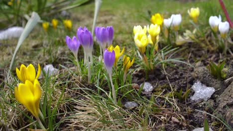 snow thawing around colourful saffrons outside, fast time lapse