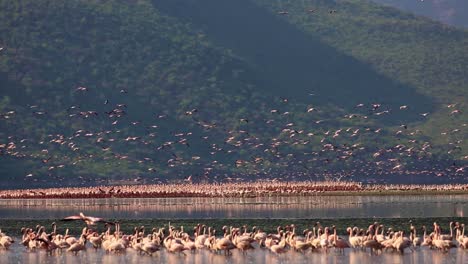 Huge-flock-of-wild-pink-flamingo-colony-standing-and-flying-around-shallow-lake-in-the-thousands-on-hot-summer-evening-in-Kenya,-Africa