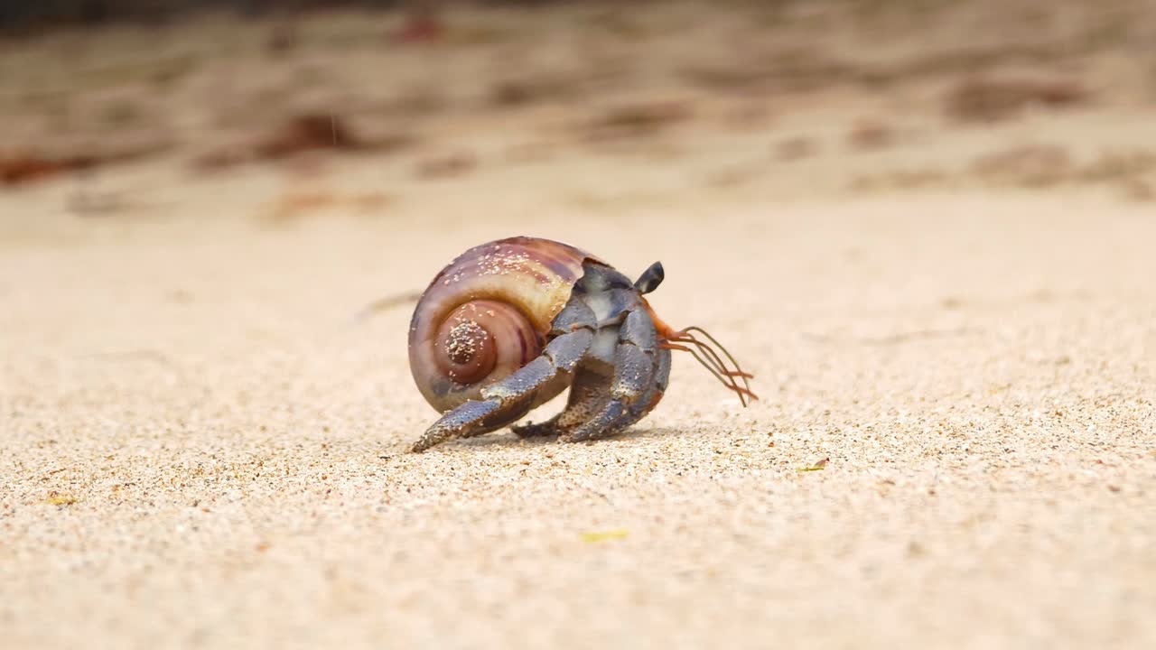 Hermit Crab on the Beach
