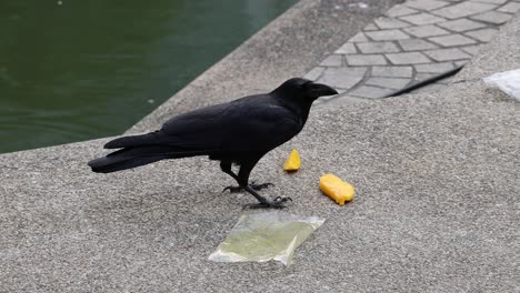 a crow eats and investigates food on pavement.