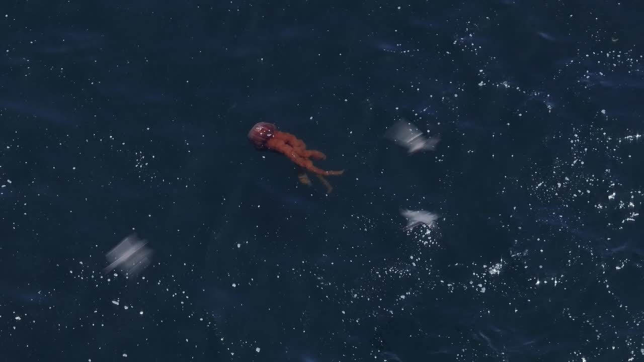 옆에서 수영하는 바다 사자와 함께 떠 다니는 죽은 해파리의 공중 샷