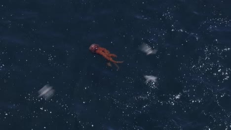 aerial shot of a dead jellyfish floating with sea lions swimming beside