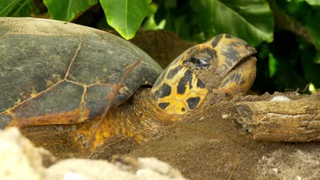 Big-turtle-head-appearing-behind-log-on-beach