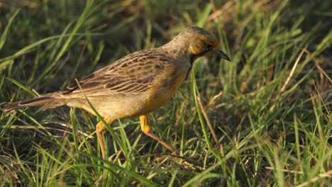 cape longclaw bird struts through grass foraging for food, follow shot