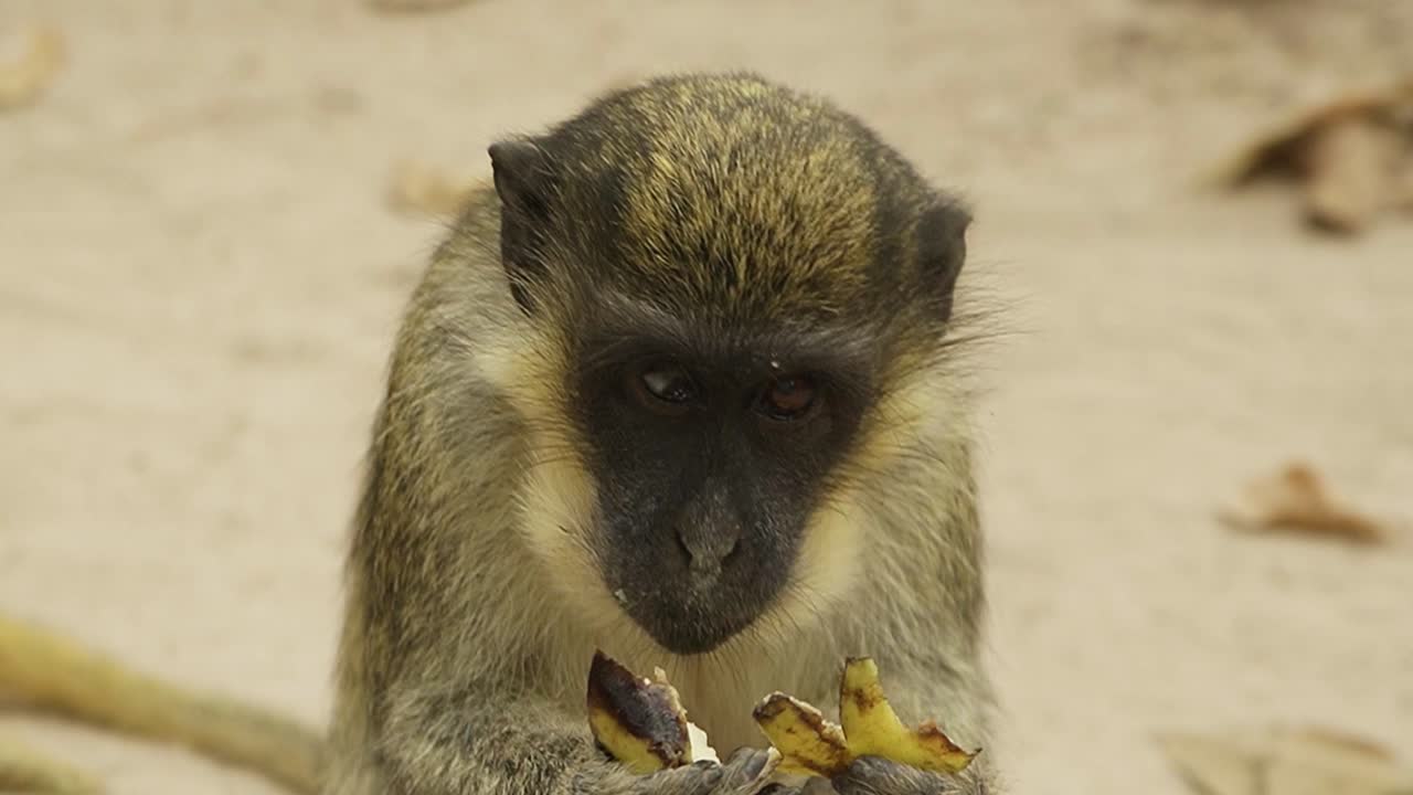mono sabaeus masticando un plátano retrato en primer plano en la reserva natural de gambia