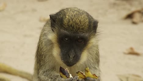 Sabaeus-Affe,-Der-Auf-Einer-Banane-Kaut,-Nahaufnahmeporträt-Im-Gambianischen-Naturschutzgebiet