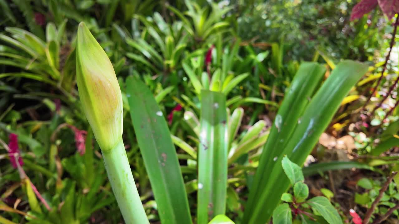 Un lento avvicinamento rivela le delicate texture verdi di un bocciolo di fiore circondato da bromelie vivaci e fogliame esotico