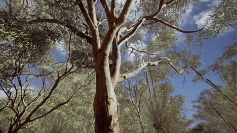 eucaliptus in australia red center