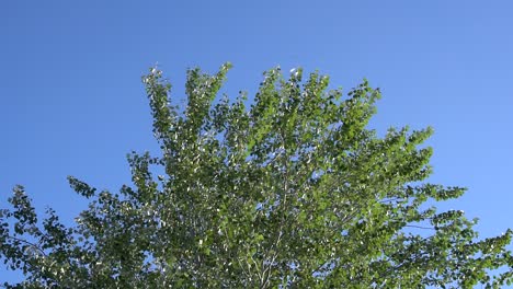 slow motion clip of a dove flying right to left over a silver poplar tree against the clear blue sky