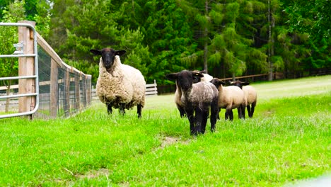 Static-shot-of-sheep-together-with-lambs,-enclosed-pasture-near-forest,-Czechia