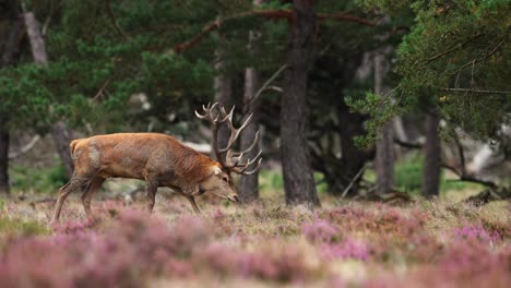 red deer stag in a forest landscape