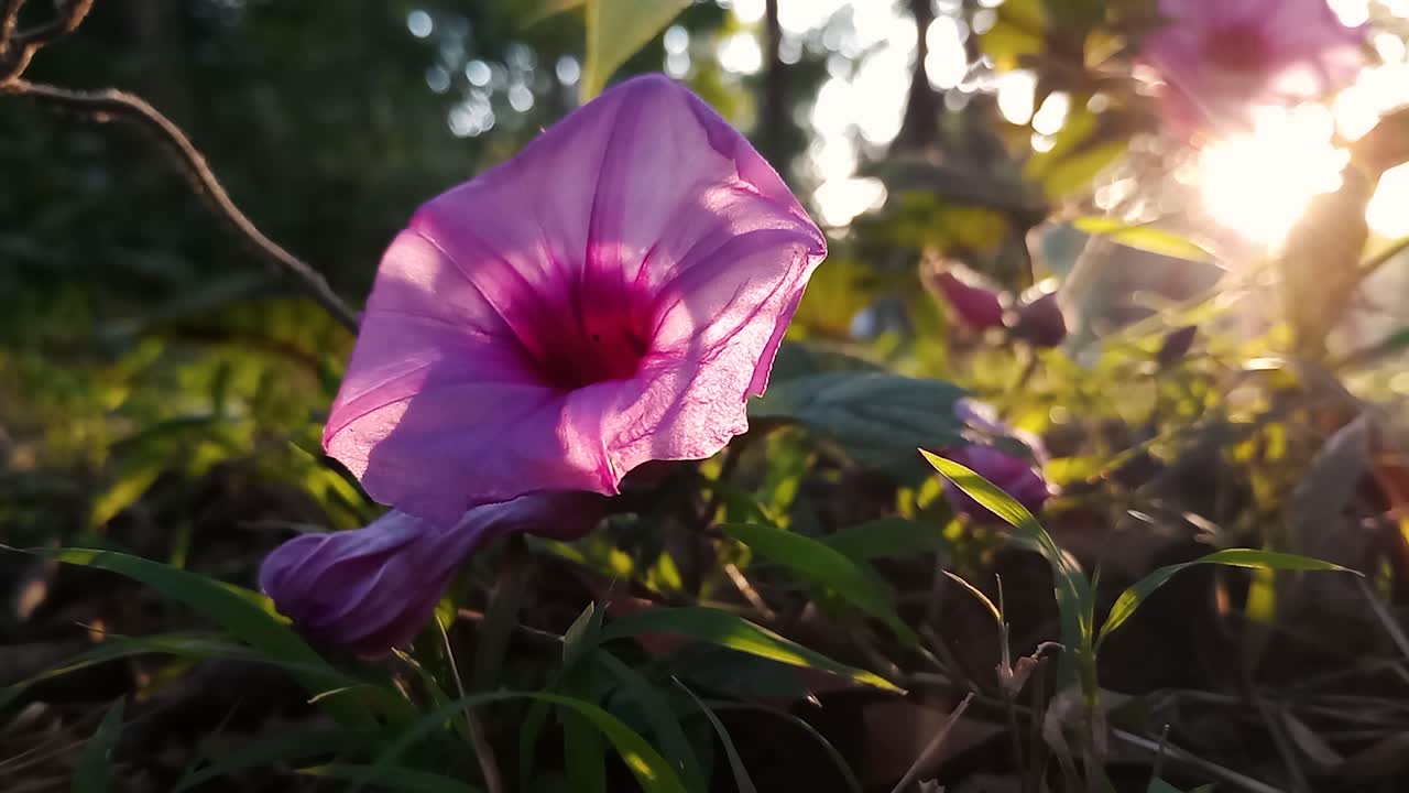 acercamiento de la hermosa flor de lila en la naturaleza durante la hora dorada