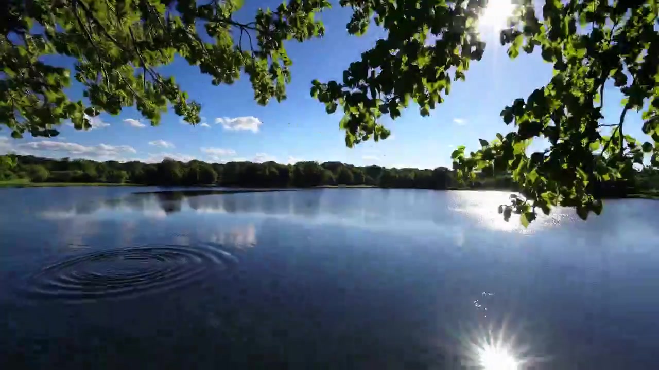 Sunlight Glimmering on a Calm Lake Surface Through Green Leaves