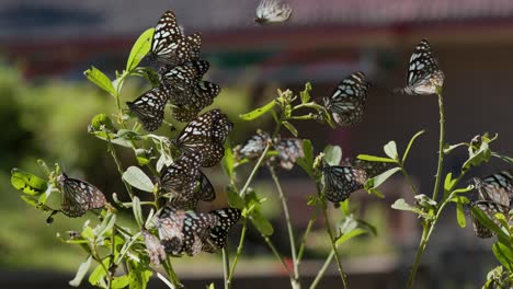 tiger butterflies in the forest