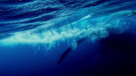 ballenas jorobadas gigantes nadando cerca de la superficie del agua - toma submarina