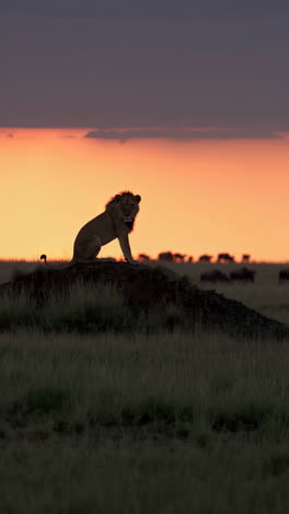 lion silhouette at sunrise/sunset in african savanna