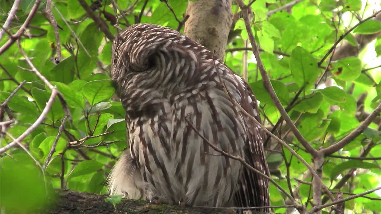 나뭇가지 올빼미가 나무에서 외친다 2