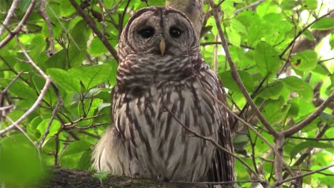 a barred owl calls out from a tree 2