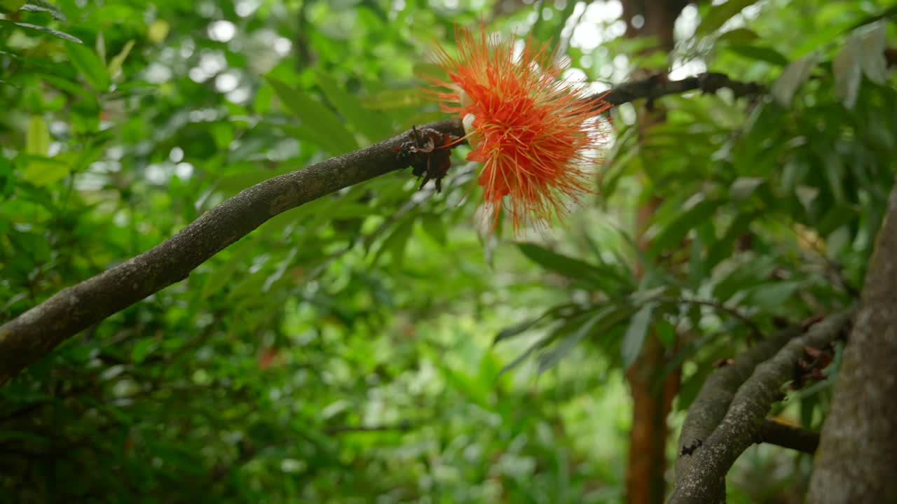 video de plantas increíbles de un jardín botánico en victoria en la isla de mahe en las seychelles