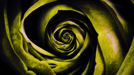 close-up of a spiral rose