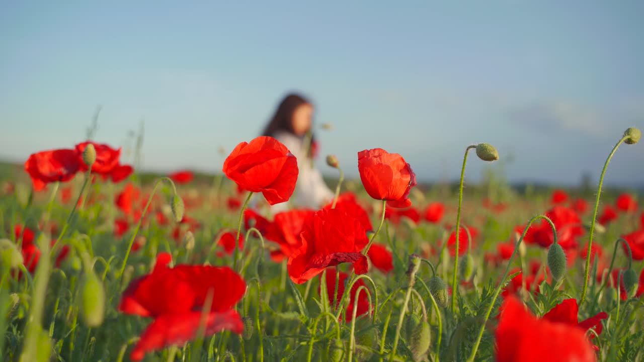 mujer caucásica sosteniendo y oliendo ramo de amapola roja camina en el campo de flores en el fondo, enfoque superficial de mano