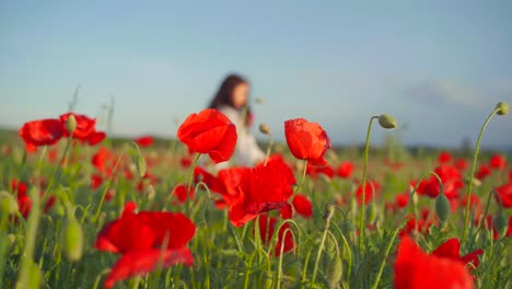 mujer caucásica sosteniendo y oliendo ramo de amapola roja camina en el campo de flores en el fondo, enfoque superficial de mano