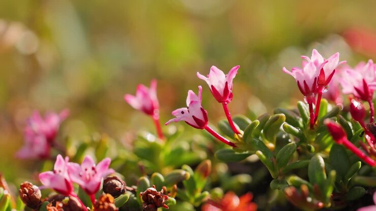 Arktisk tundra. Vakker natur, Norges naturlandskap