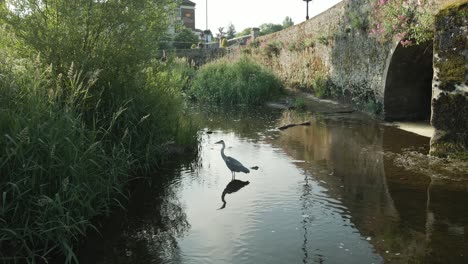 crane bird at the shallow water of suir river during sunrise in cahir town, ireland