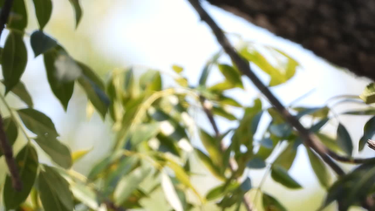 크루거 국립 공원 의 초원 환경 에서 남쪽 지상 호른빌