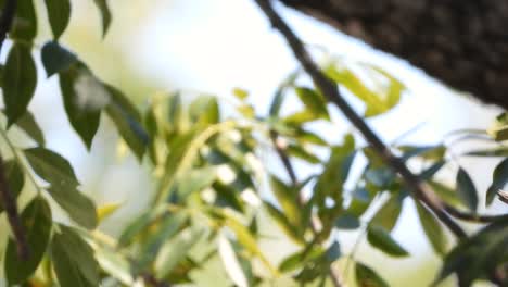 Ein-Südlicher-Hornvogel-In-Einer-Graslandumgebung-Im-Krüger-Nationalpark